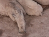 zoo