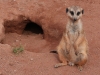 zoo